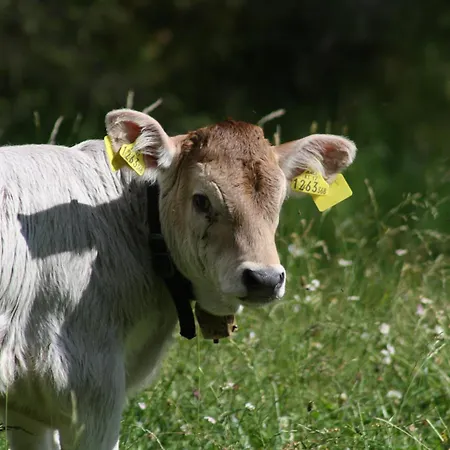 Tyrol 3* Mosern (Telfs)