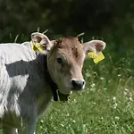 Tyrol 3* Mösern